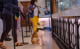 Handsome Dan patiently sits waiting for lunch in the Commons servery